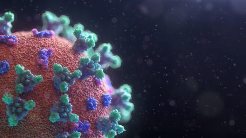 Virus Outbreaks Cause More Than Human Illness