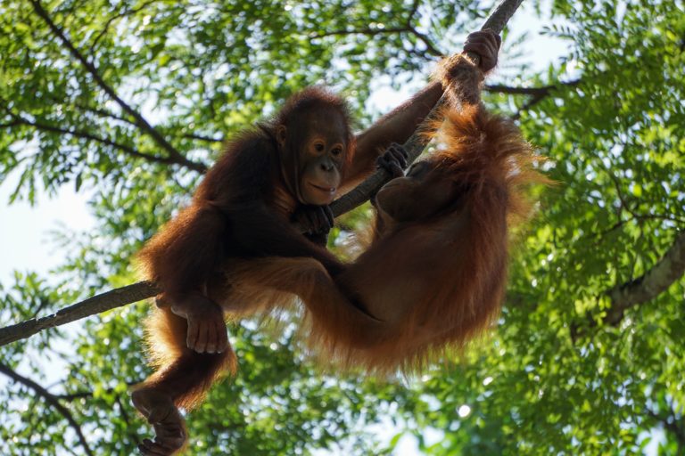 Borneo Orangutan Survival Foundation (BOSF): Building Trust in Diverse Stakeholders